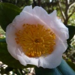 Tenju